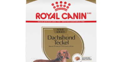 "En la foto, se muestra un paquete de Royal Canin Dachshund Adult Dog Food. El paquete es de color dorado con detalles en blanco y rojo, y tiene una imagen de un perro Dachshund en la parte frontal. El texto en el paquete destaca que es un alimento seco especialmente formulado para perros adultos de la raza Dachshund, con enfoque en su salud y bienestar. El logotipo de Royal Canin aparece en la parte superior central del paquete."